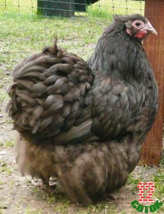 Chocolate Orpington Bantam