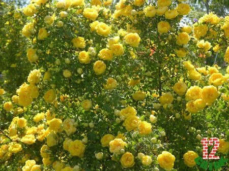 Rose foetida persiana