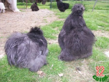 lavender-BANTAM-SILKIE