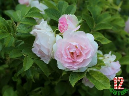 Ritausma White Pavement rose