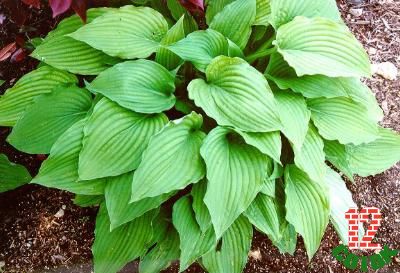 Hosta ventricosa