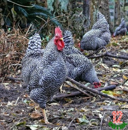 Gorgeous Dominique Chickens