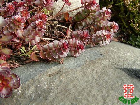 Седум ложный Sedum spurium Purple Carpet