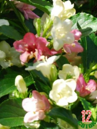 Вейгела Weigela coraeensis 2