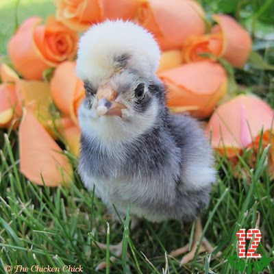 White Crested Blue Polish chick