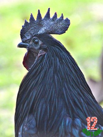 Swedish Black Hen rooster