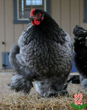 Blue Cochin Hen