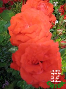 Кордес Бриллиант 4