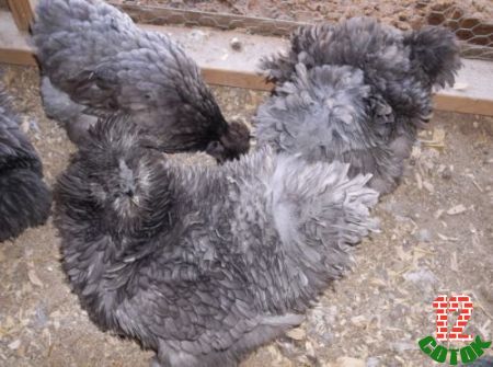 Sizzle-Silkie