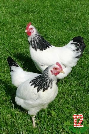 Sussex Bantam