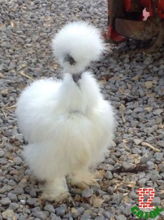 Mixed-Bantam