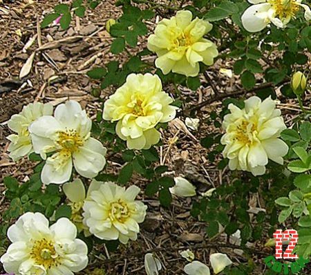 William’s Double Yellow rose