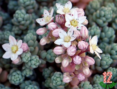 Очиток густолистный Sedum dasyphyllum