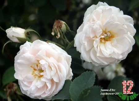 Jeanne d’Arc rose