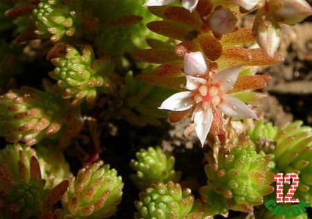 Очиток тонкий sedum gracile