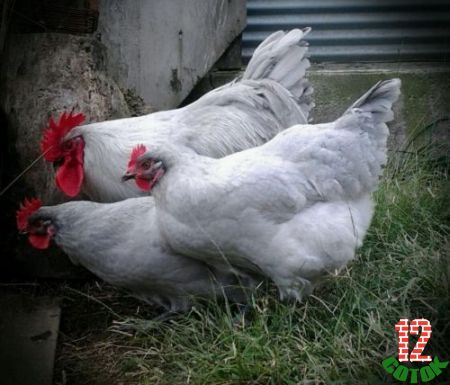 Lavender-Australorp-Rooster2