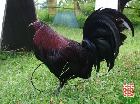 Black Game Fowl