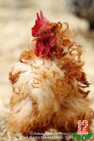 Adorable chicken