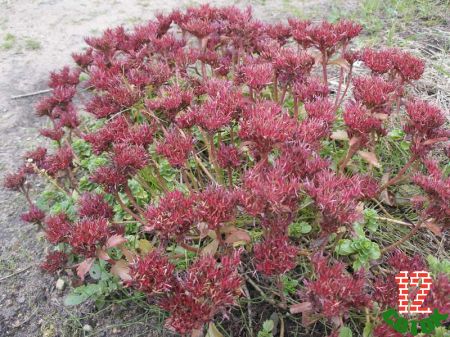 Седум ложный Sedum spurium Schorblusser Blut