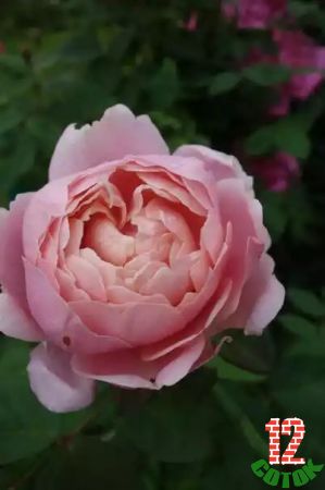 Gertrude Jekyll