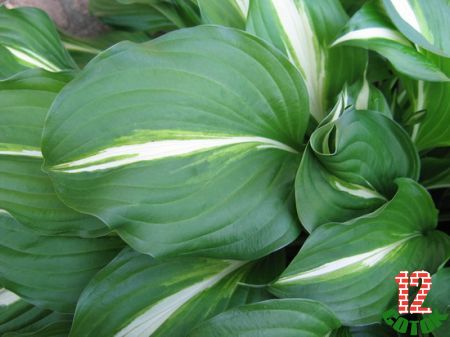 Хоста волнистая (Hosta undulata)