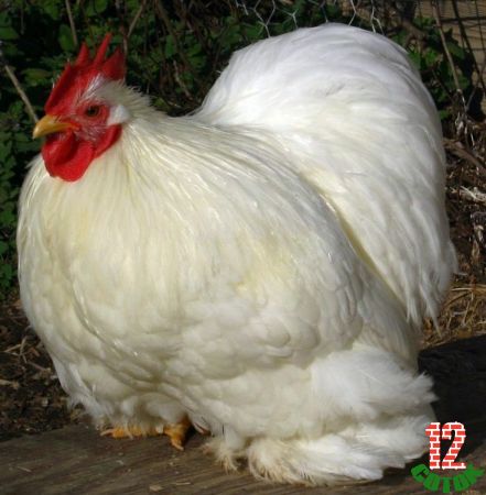 White Cochin Bantam