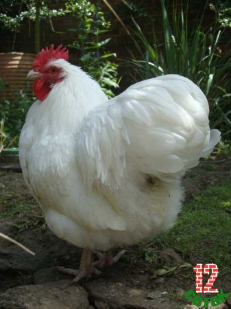 White Orpington bantam