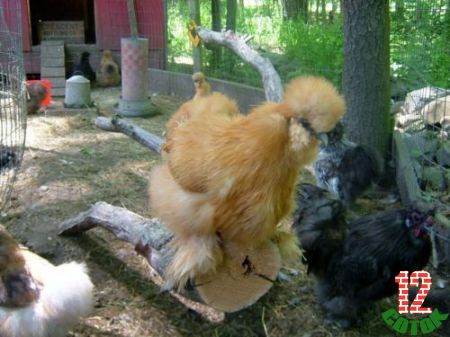 Bearded-Silkie1