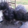 Black-BANTAM-SILKIE