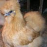 Buff--BANTAM-SILKIE