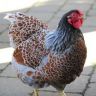 Blue laced wyandotte