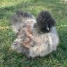 Silver-Silkie