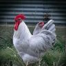 Lavender-Australorp-Rooster