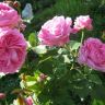 The Alnwick Rose