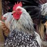 Silver Laced Cochin Bantam