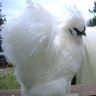 white silkie Hen