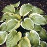 Hosta plantaginea 'Ming Treasure'