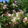 Вейгела Weigela coraeensis 3