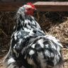 Bantam Cochin