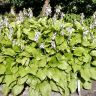 Hosta plantaginea