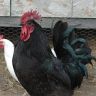 Black Australorp Rooster