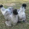 Silver-Silkie1