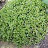 Седум курильский Sedum kurilense Woroschilov