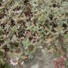 Седум ложный Sedum spurium Tricolor