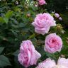 Queen of Denmark rose