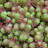 Седум испанский Sedum hispanicum var minus