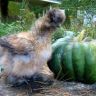 Frizzle-x-Silkie cross