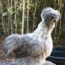 Bearded-Silkie