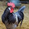 blue Bresse rooster