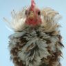 frizzle rooster